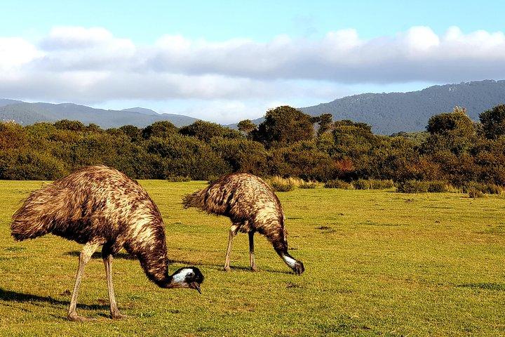Promontório de Wilson e Phillip Island - tour de formatura e pinguins