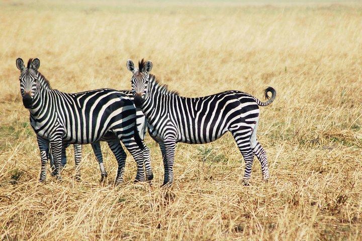 7-Day Amboseli-Lake Naivasha-Masai Mara NP