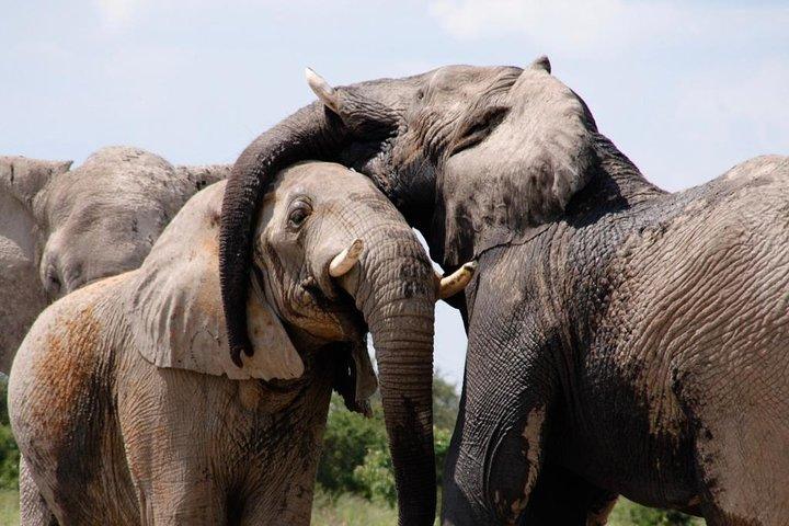 Chobe Tagesausflug