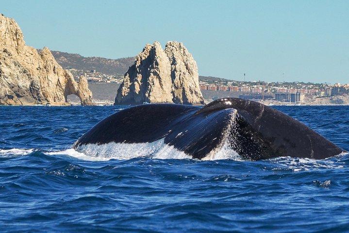 Excursion d'observation des baleines à bosse à Cabo San Lucas