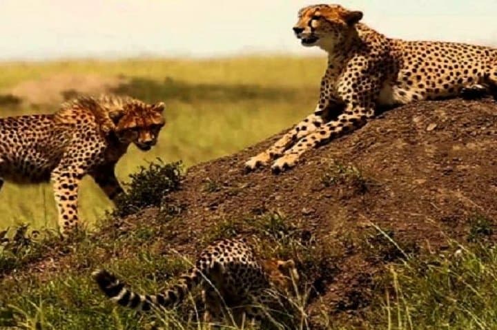 3 days masai mara safari from Nairobi