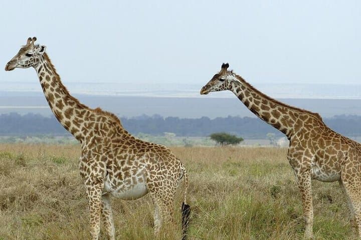 3 days masai mara safari from Nairobi
