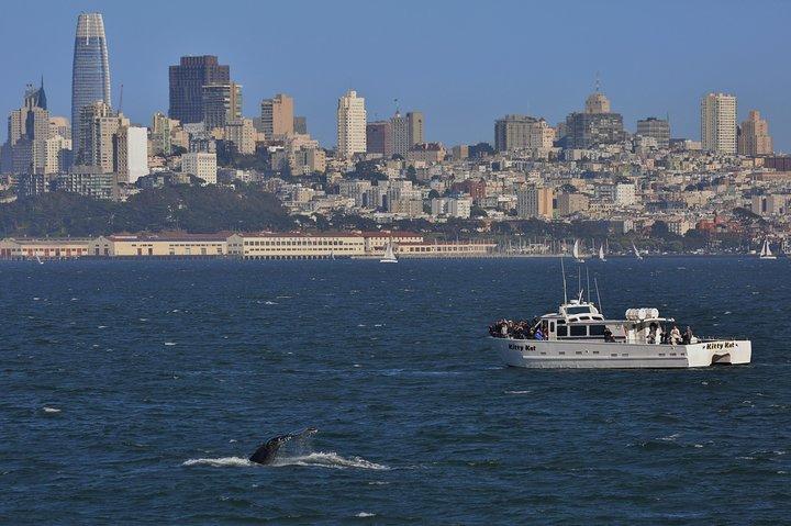 Billeder af Golden Gate Whale Watch