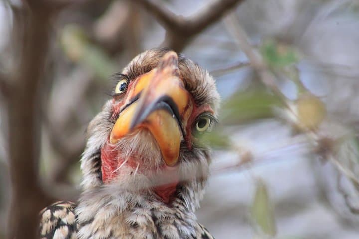 4 Day Kruger National Park Tour