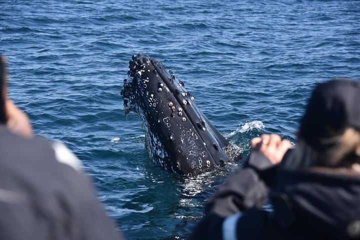 Sydney Whale-Watching by Speed Boat