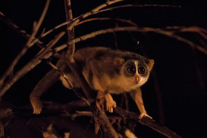 Safari noturno com jantar de Bush: Yala National Park Buffer Zone