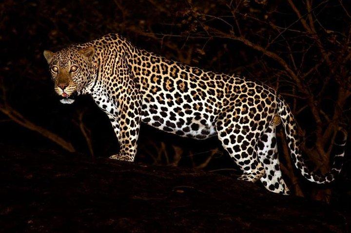 Safari noturno com jantar de Bush: Yala National Park Buffer Zone