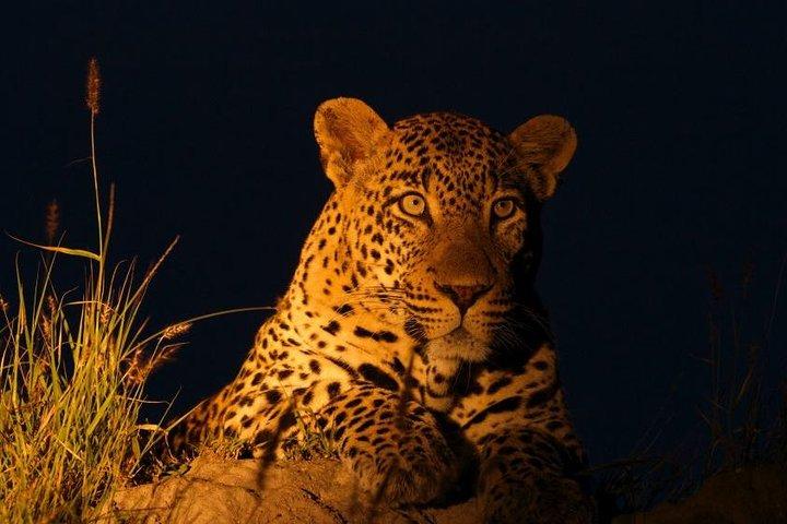 Safari noturno com jantar de Bush: Yala National Park Buffer Zone