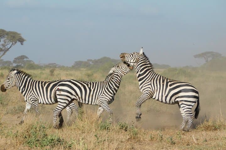 4 Day Private Masai Mara National Reserve & Lake Nakuru National Park Safari