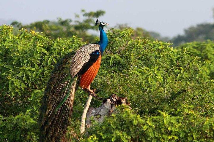 Private Safari in Yala National Park