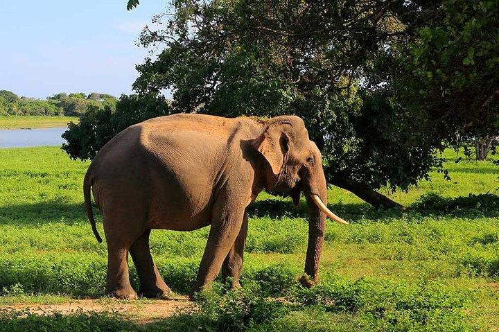 Private Safari in Yala National Park