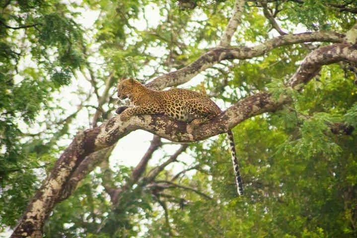 Private Safari in Yala National Park