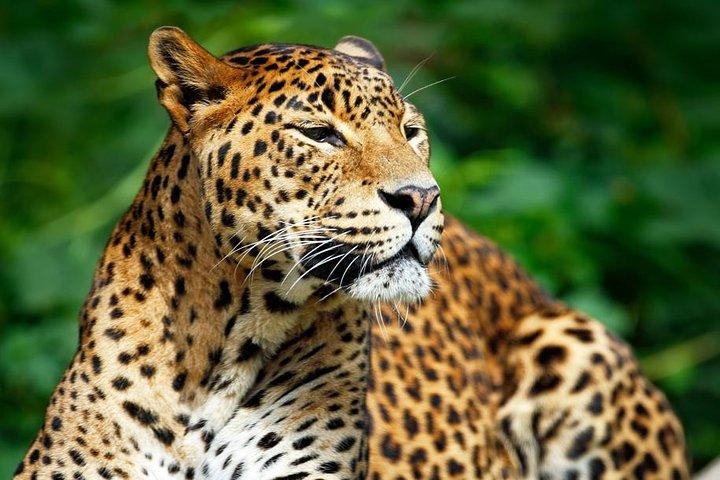 Private Safari in Yala National Park