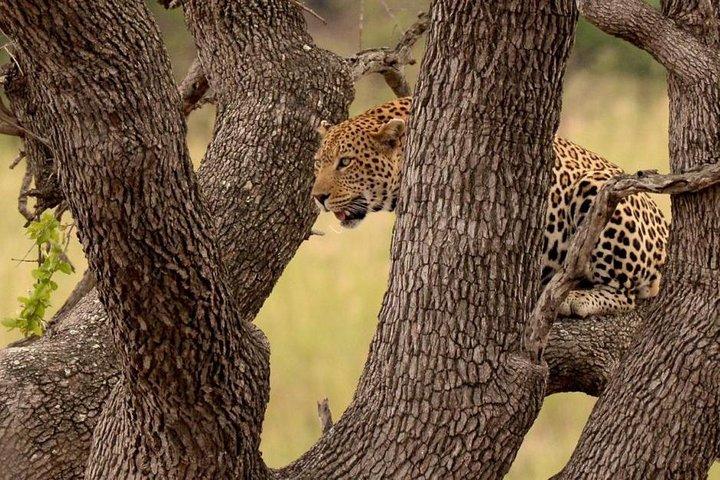 Günstige 3-tägige Krüger-Safari ab Johannesburg