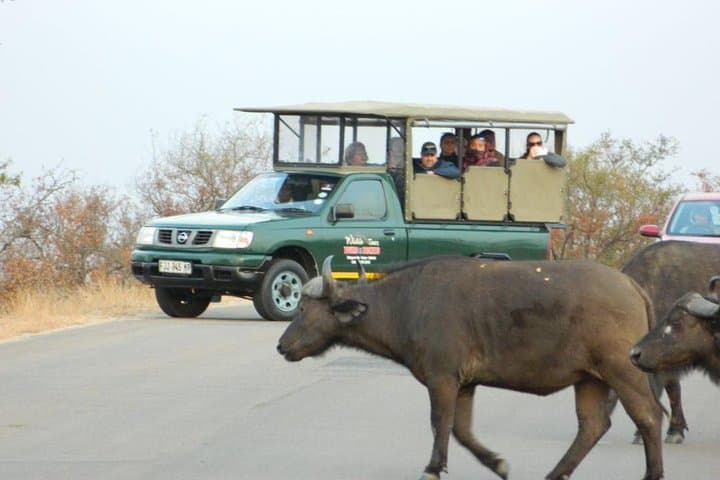 Kruger Park Safari - Half Day Game Drive from Hazyview