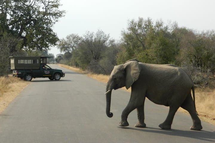 Kruger Park Safari - Half Day Game Drive from Hazyview