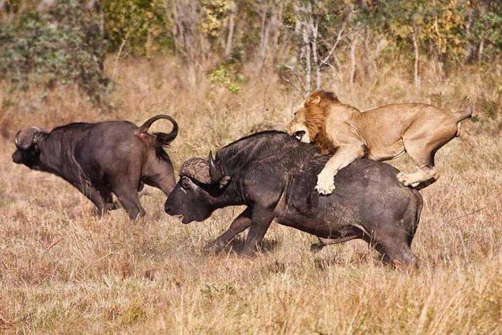 4日間セレンゲティ、ンゴロンゴロ、マニヤーラ湖国立公園でグループサファリに参加