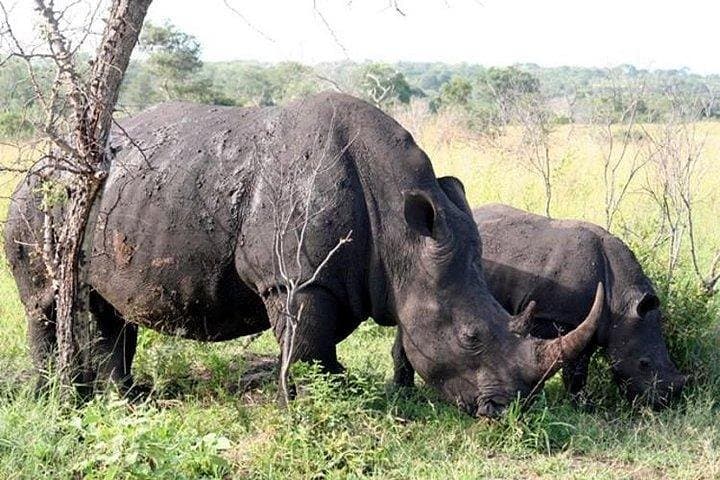Kruger Park Safari - Half Day Game Drive from Hazyview