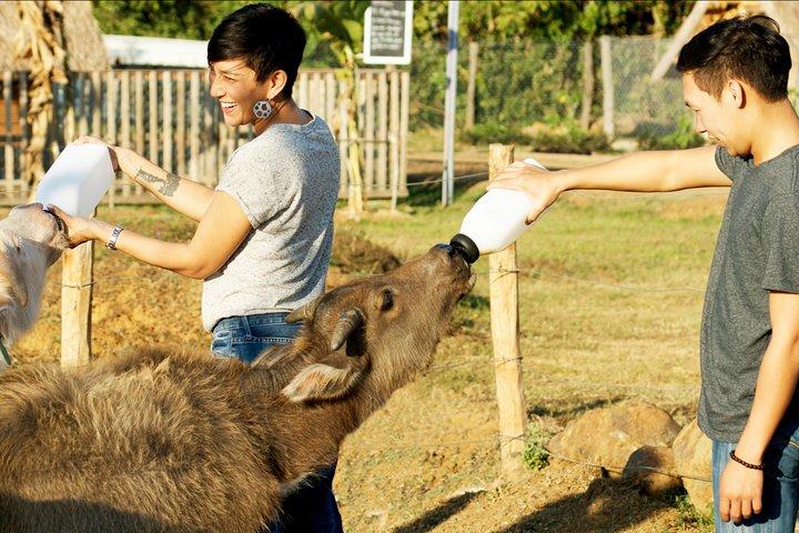 Cachoeiras Kuang Si e Lao Buffalo Dairy Farm