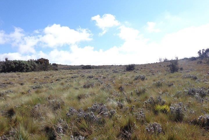 Kilimanjaro Shira Plateau Day Hike