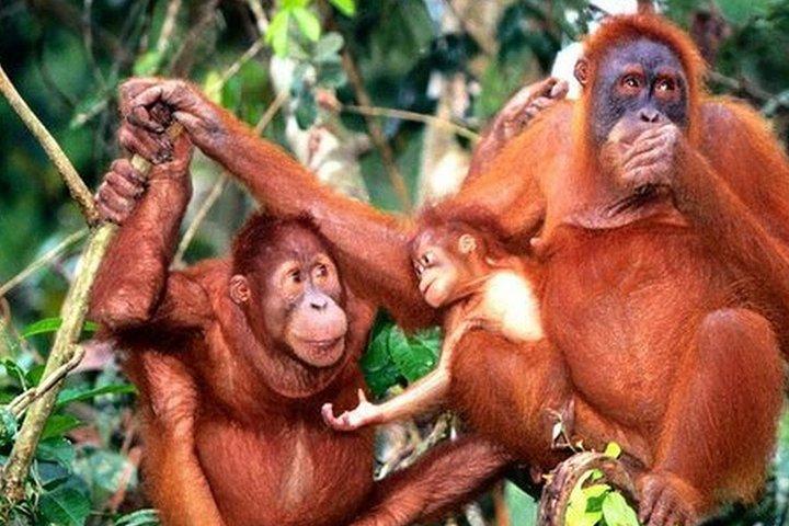 Orang Utan Island Perak Day Tour (Privado)