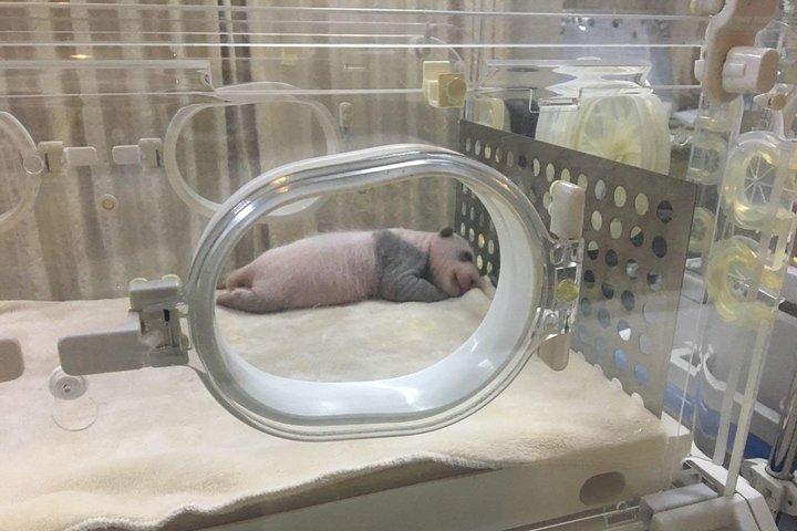 小グループ半日成都パンダ繁殖センターツアー