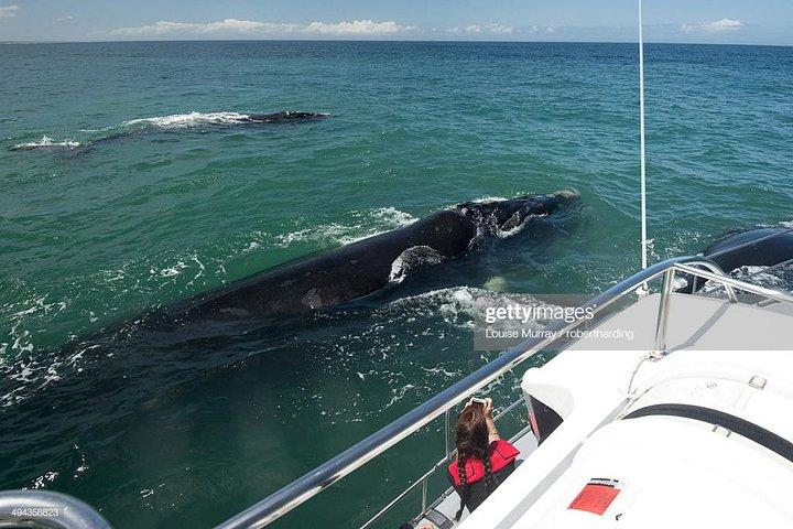 Kapstadens 3-dagars attraktionsturer: Shark Diving & Cape Peninsula & Wine Tasting