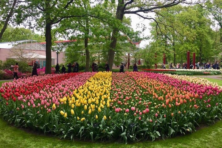 Keukenhof's Tulips and Windmills Small-Group Tour from Amsterdam