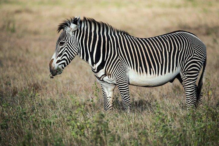 Tour di 12 giorni in Kenya, Tanzania