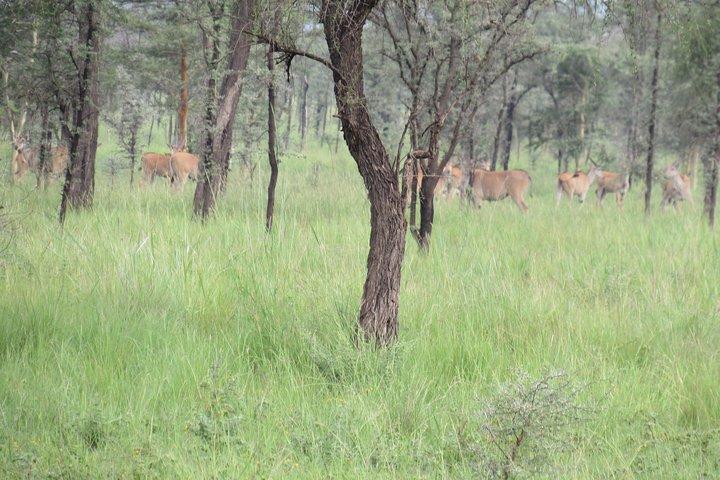 4 Tage Sipi Falls und Pian-upe Wildlife Safari