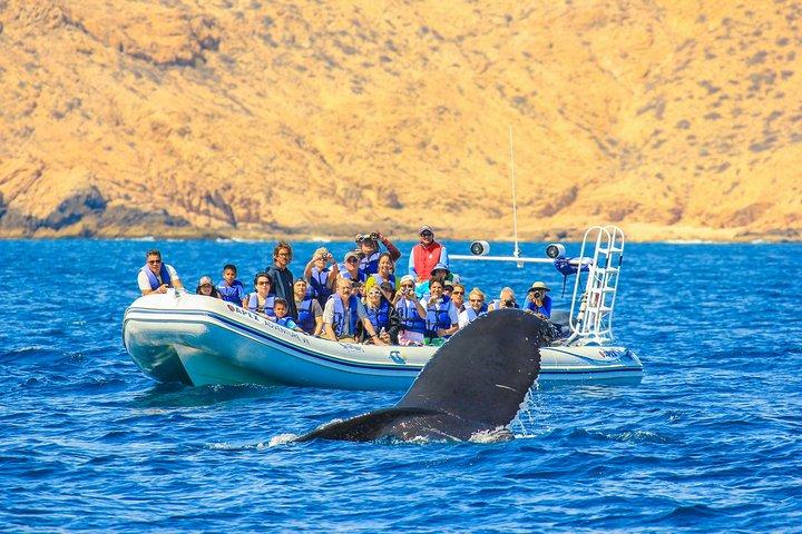Whale Watching, The Famous Arch e Fast Boat Tour a Los Cabos