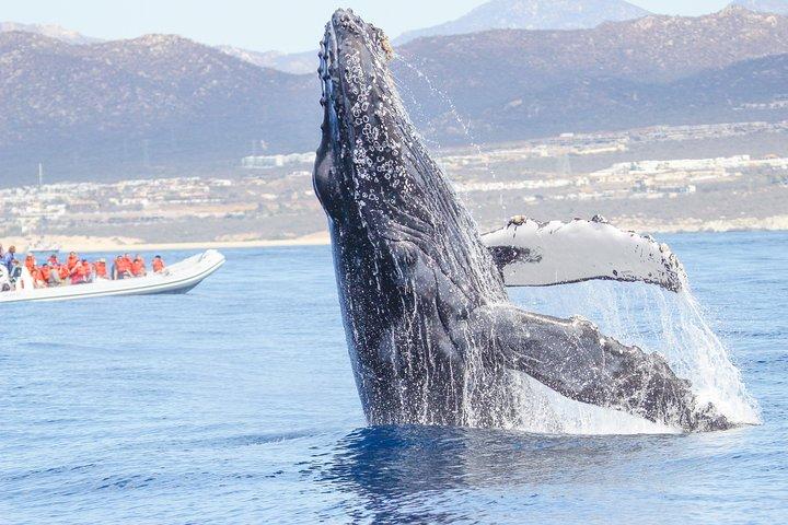 Whale Watching, The Famous Arch e Fast Boat Tour a Los Cabos