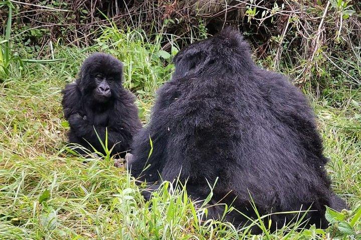 1-dags Gorilla Trekking Mgahinga Gorilla NP & Lake Bunyonyi