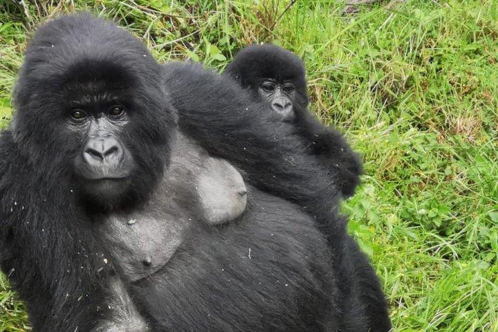 1-dags Gorilla Trekking Mgahinga Gorilla NP & Lake Bunyonyi