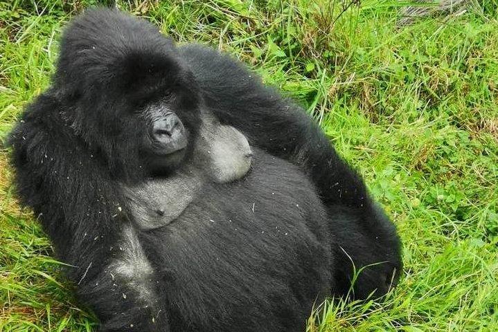 1-dags Gorilla Trekking Mgahinga Gorilla NP & Lake Bunyonyi