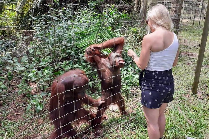 Ipoh Heritage & Orang Utan Island Day Tour from Kuala Lumpur