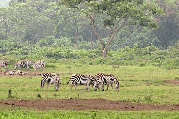 Arusha National Park Game drive e Walking Safari Day Tour