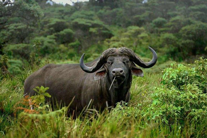 Arusha National Park Game drive e Walking Safari Day Tour
