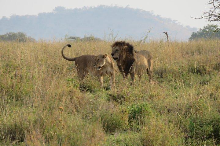 Arusha National Park Game drive e Walking Safari Day Tour