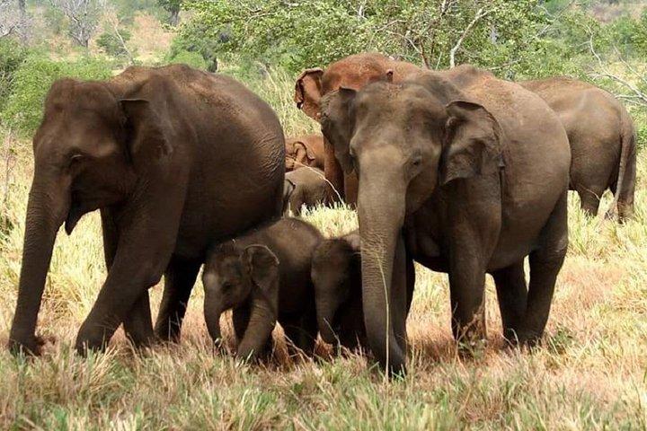 Safari privé en soirée au parc national de Yala
