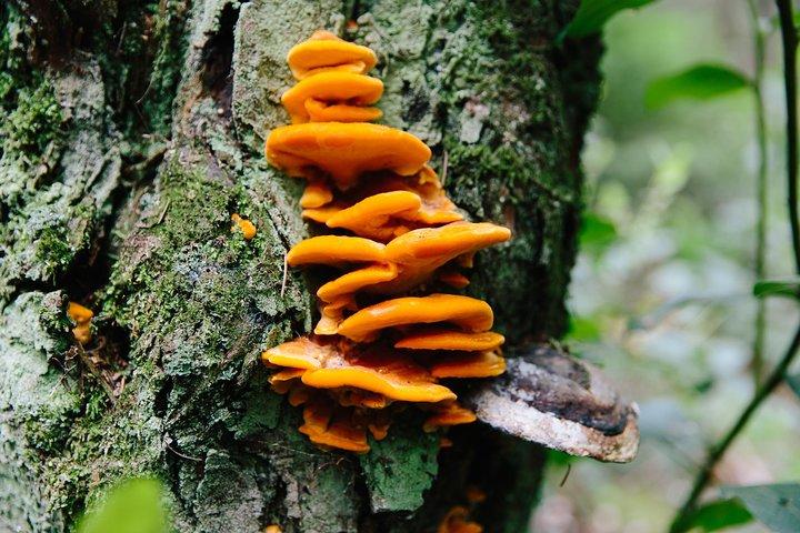 Wildpilz-Suchklasse