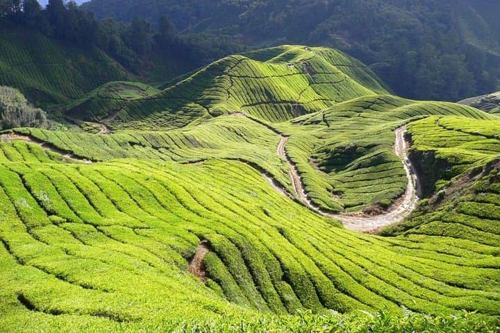 Cameron Highland Day Tour From Kuala Lumpur By Group