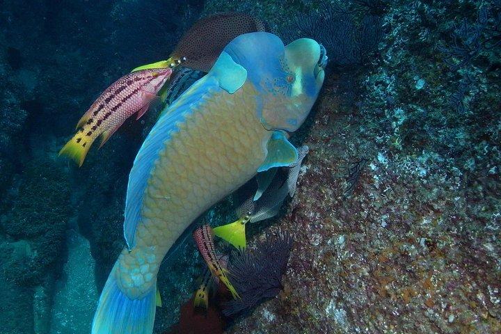 Cabo San Lucas kort snorkling tur med Divemaster Guide