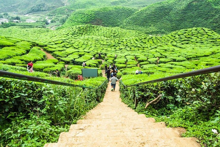 Cameron Highlands Day Trip