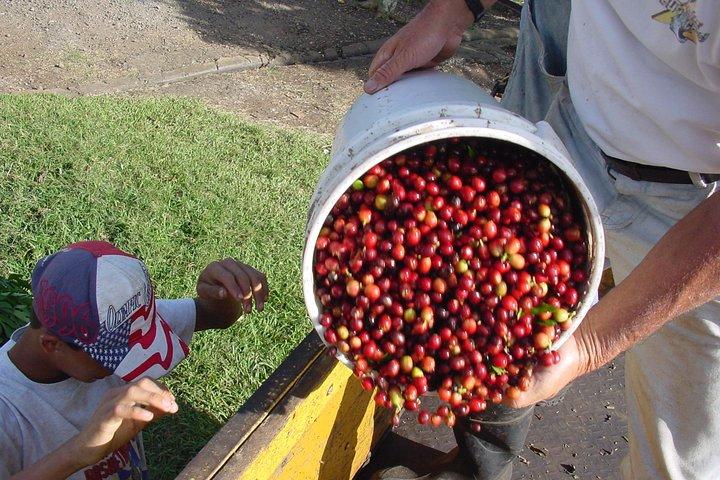 Doka Coffee Tour, Poas Volcano and La Paz Waterfall Day Trip from San Jose