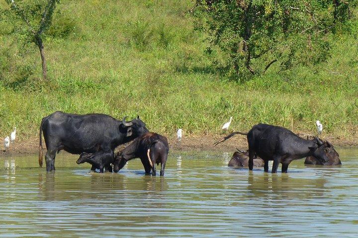 Uda Walawa Safari Excursion de 1 jour au départ de Mirissa, Weligama, Ahangama