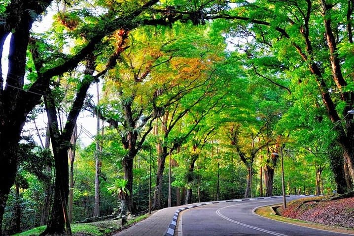 Forest Research Institute Malaysia (FRIM) Nature Trekking Tour