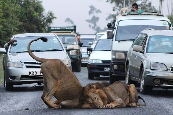 Half Day Nairobi National Park Guided Tour From Nairobi