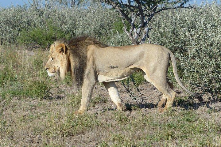 Viagem de um dia a Moremi (Okavango)