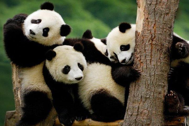 Tour privado de 4 días a la isla de Nami y Petite France y Seúl y Everland